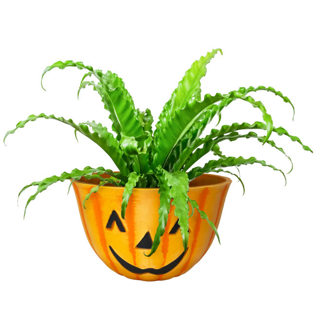 Urban Gardener Jack-O-Lantern Fiber Clay Pot, 10" dia.